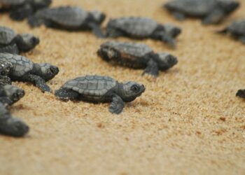 Santa Croce Comune “amico delle tartarughe marine”