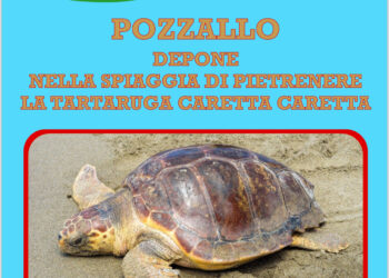 La caretta caretta torna a deporre a Pozzallo