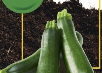 Ispica e le tecniche innovative per la produzione di zucchine