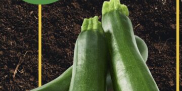 Ispica e le tecniche innovative per la produzione di zucchine