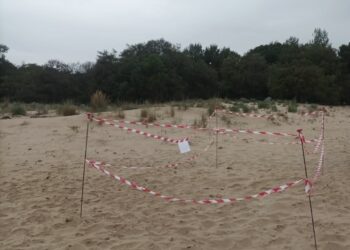 Marina di Modica, primo nido di Caretta caretta sul litorale