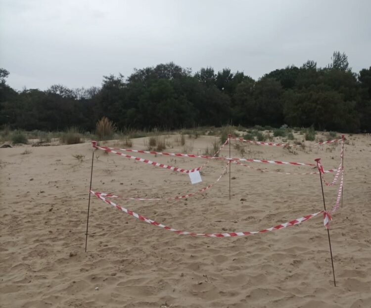 Marina di Modica, primo nido di Caretta caretta sul litorale