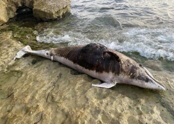 Cava d’Aliga, carcassa di delfino si arena sulla scogliera