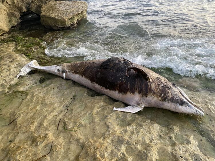 Cava d’Aliga, carcassa di delfino si arena sulla scogliera