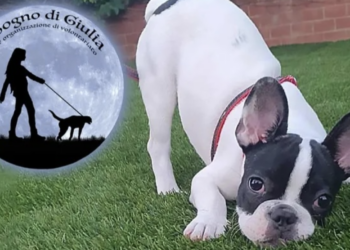 Una raccolta fondi a Scicli per salvare la vita a Marley