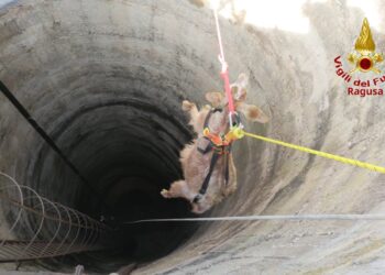 Capra finisce in un pozzo, salvata dai vigili del fuoco