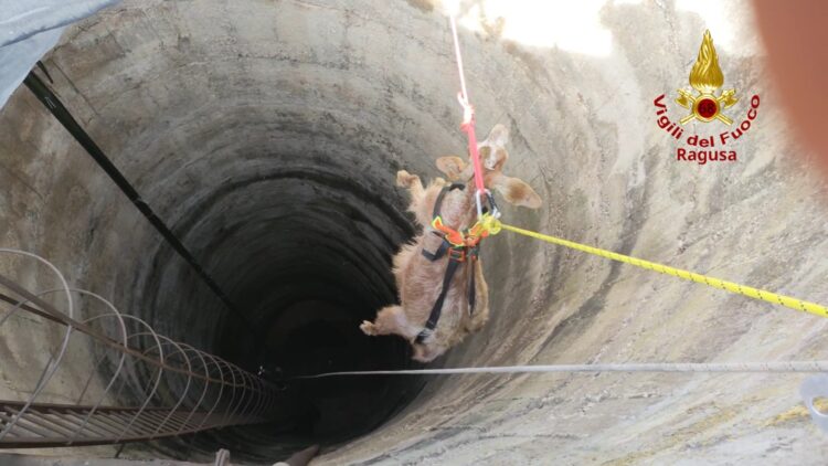 Capra finisce in un pozzo, salvata dai vigili del fuoco