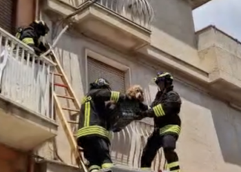 Modica e il caso del cane abbandonato, l’assessore Cannizzaro: “Viveva da sei mesi in una porzione del balcone”