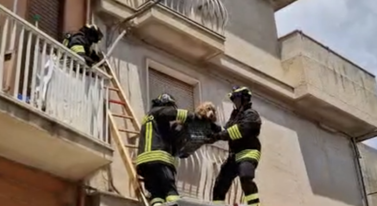 Modica, il caso del cane abbandonato recuperato da un balcone: denunciata la proprietaria
