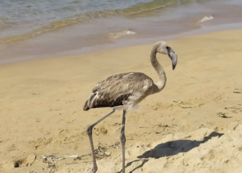 Scicli, un fenicottero in spiaggia tra Sampieri e Donnalucata