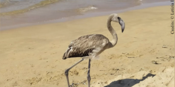 Scicli, un fenicottero in spiaggia tra Sampieri e Donnalucata