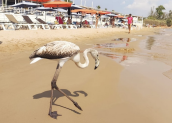 Playa Grande, torna il fenicottero più fotografato della costa iblea