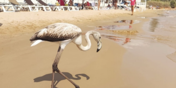 Playa Grande, torna il fenicottero più fotografato della costa iblea