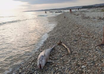 Carcassa di delfino spiaggiata alla foce del fiume Irminio