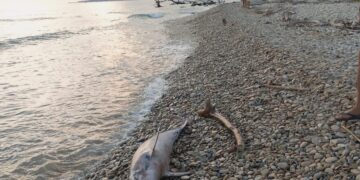 Carcassa di delfino spiaggiata alla foce del fiume Irminio