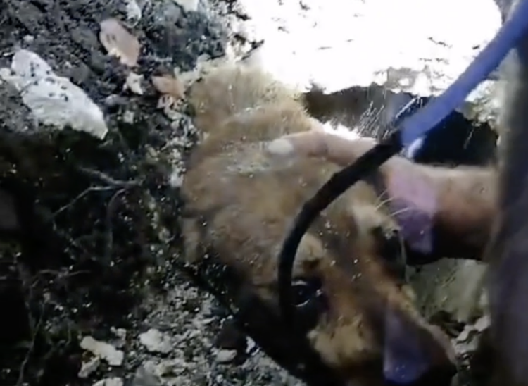 Scicli, cagnolina cade in un pozzetto interrato. Salvata dai vigili del fuoco