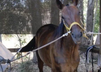 Comiso, cavallo imbizzarrito rischia di travolgere alcune persone e danneggia una serie di auto