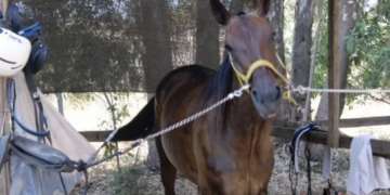Comiso, cavallo imbizzarrito rischia di travolgere alcune persone e danneggia una serie di auto