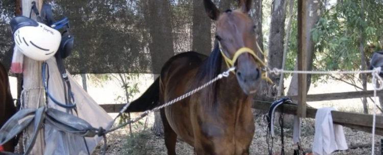 Comiso, cavallo imbizzarrito rischia di travolgere alcune persone e danneggia una serie di auto