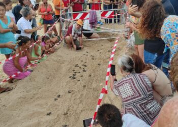 Casuzze, sono venute alla luce 44 tartarughine