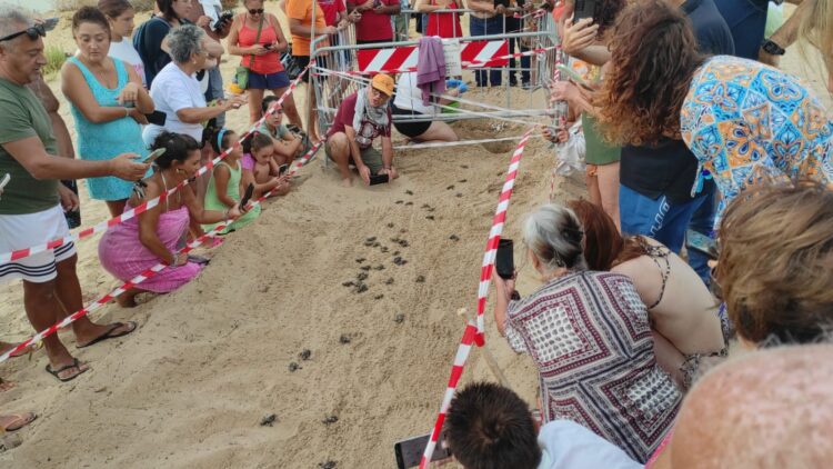Casuzze, sono venute alla luce 44 tartarughine