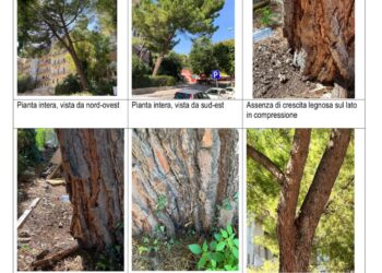 Ragusa, saranno sostituiti gli alberi che è necessario abbattere lungo la via Natalelli