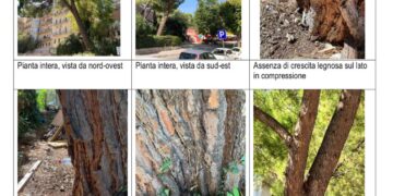 Ragusa, saranno sostituiti gli alberi che è necessario abbattere lungo la via Natalelli