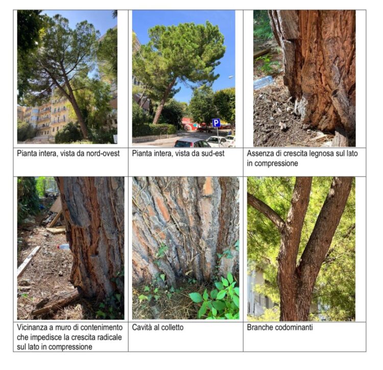 Ragusa, saranno sostituiti gli alberi che è necessario abbattere lungo la via Natalelli