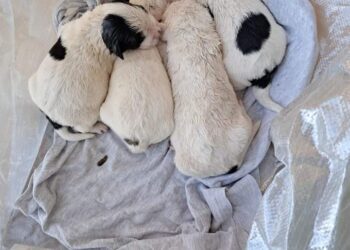 Frigintini, cuccioli abbandonati in due differenti sacchetti: sono sei, uno muore