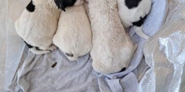 Frigintini, cuccioli abbandonati in due differenti sacchetti: sono sei, uno muore