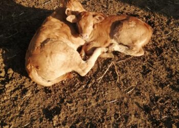 Nuovo focolaio di Blue tongue in provincia di Ragusa