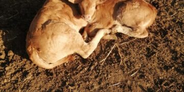 Nuovo focolaio di Blue tongue in provincia di Ragusa