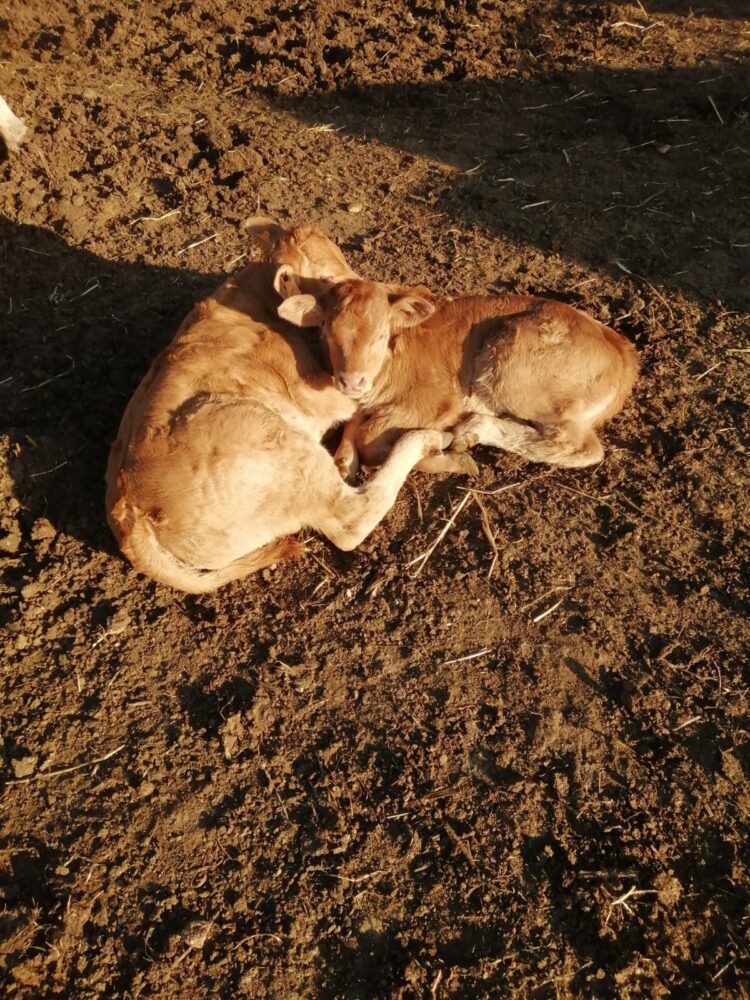 Nuovo focolaio di Blue tongue in provincia di Ragusa