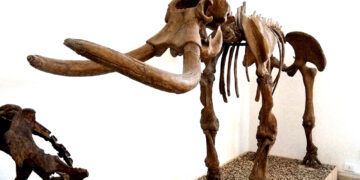 Comiso e la Giornata nazionale delle famiglie al museo