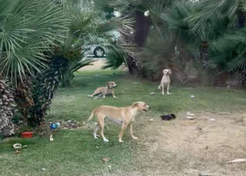Ragusa, il Comune: “No al cibo per i randagi nelle rotatorie”