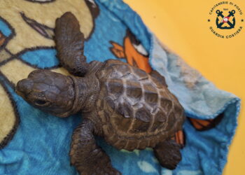 Liberato al largo di Pozzallo un giovane esemplare di Caretta caretta