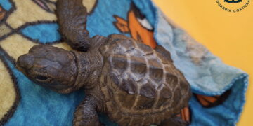 Liberato al largo di Pozzallo un giovane esemplare di Caretta caretta