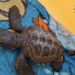 Liberato al largo di Pozzallo un giovane esemplare di Caretta caretta