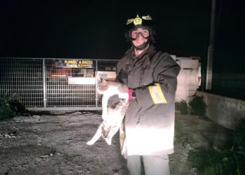 Ragusa, gattino inseguito da un cane sale su un palo e non riesce più a scendere