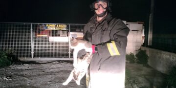 Ragusa, gattino inseguito da un cane sale su un palo e non riesce più a scendere