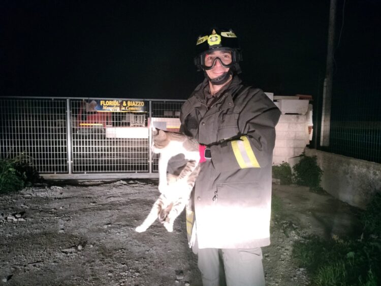 Ragusa, gattino inseguito da un cane sale su un palo e non riesce più a scendere