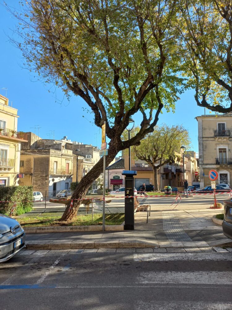 Ragusa, sarà abbattuto un albero in piazza Cappuccini
