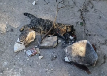 Vittoria, torturano e bruciano vivo un gattino