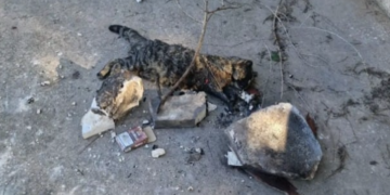 Vittoria, torturano e bruciano vivo un gattino