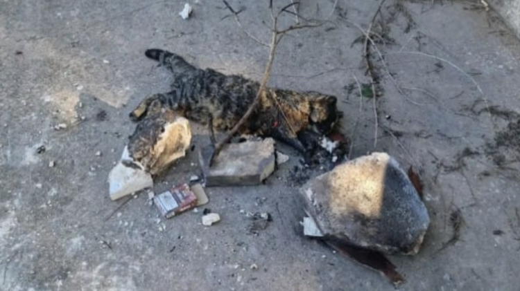 Vittoria, torturano e bruciano vivo un gattino