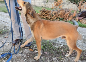 Modica, il cagnolino Levi della donna austriaca morta in un incidente stradale è rimasto solo. Chi lo aiuterà?
