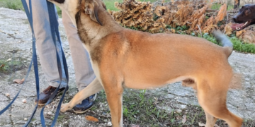 Modica, il cagnolino Levi della donna austriaca morta in un incidente stradale è rimasto solo. Chi lo aiuterà?