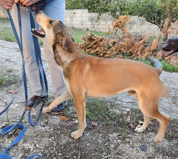 Modica, il cagnolino Levi della donna austriaca morta in un incidente stradale è rimasto solo. Chi lo aiuterà?