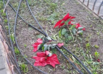 Scicli, vandalizzate le stelle di Natale di piazza Italia