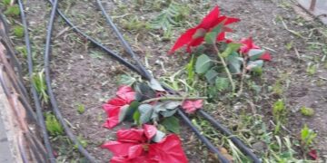 Scicli, vandalizzate le stelle di Natale di piazza Italia